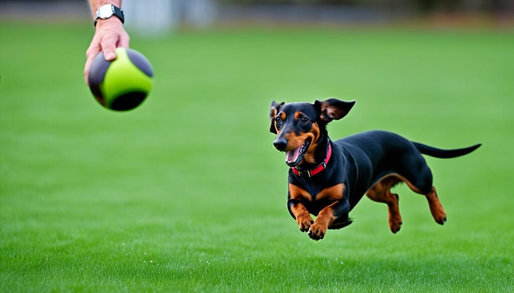 interactive games for dachshunds